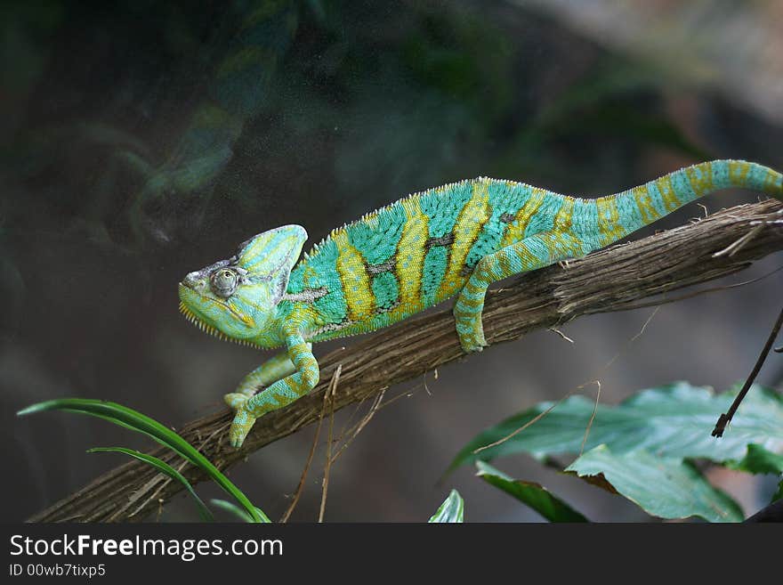 Green and yellow chameleon on a branch in a zoo