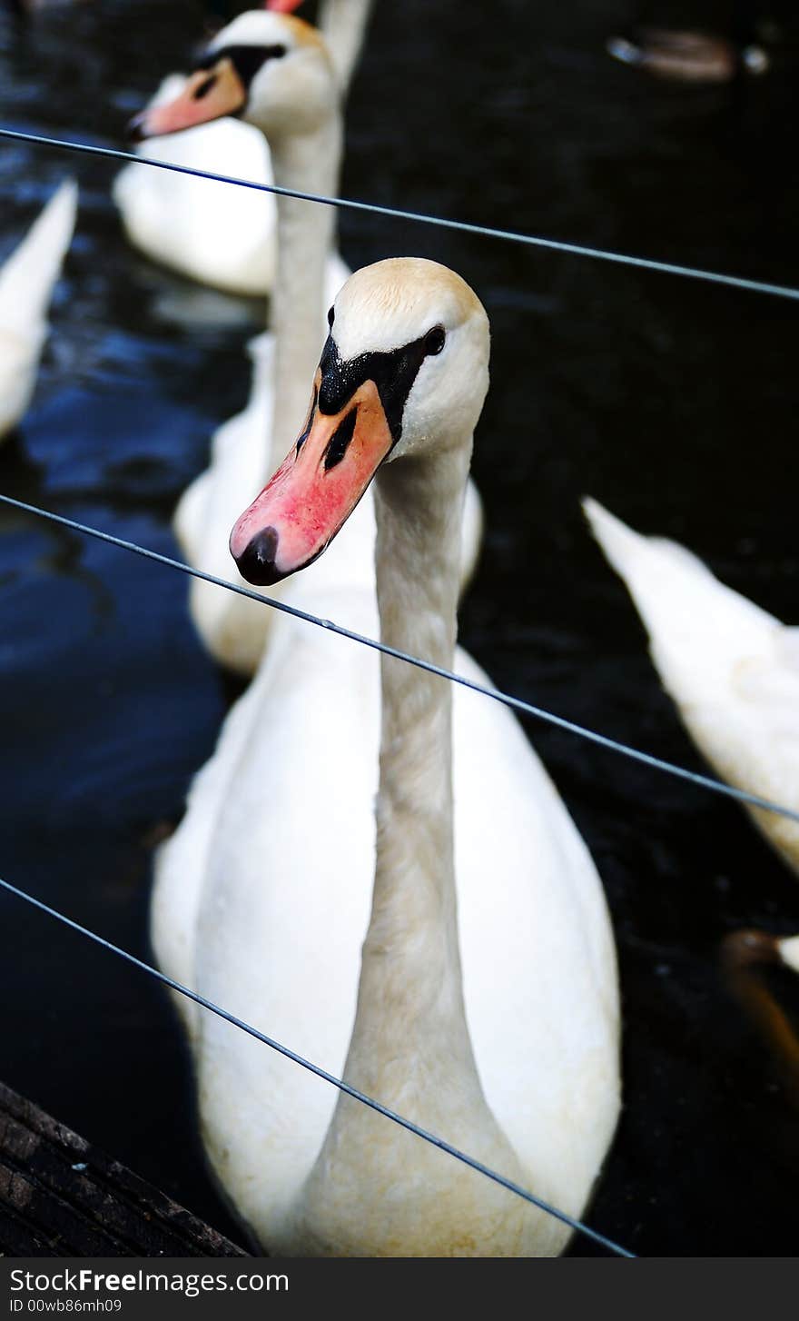 Swan behind a wire