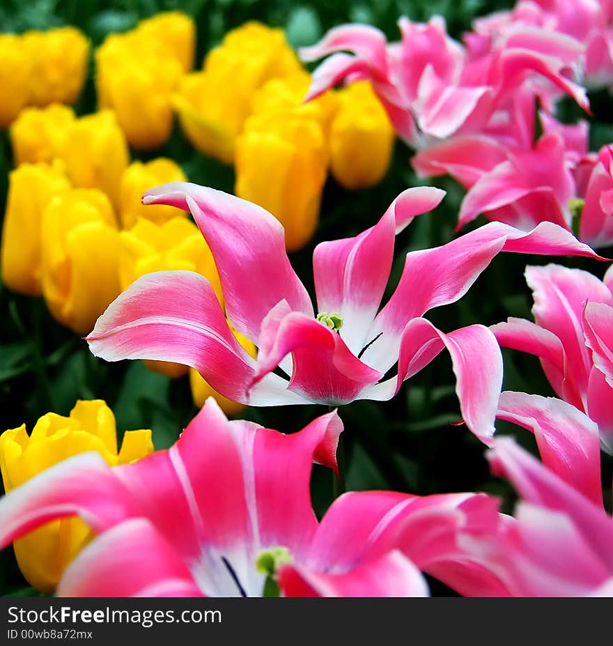 Close-up of lots of pink tulips in Keukenhof, Holland. Close-up of lots of pink tulips in Keukenhof, Holland