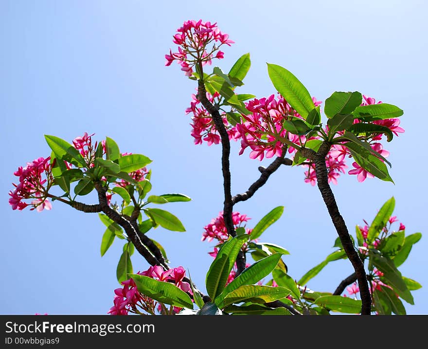 Tropical Plumeria Tree