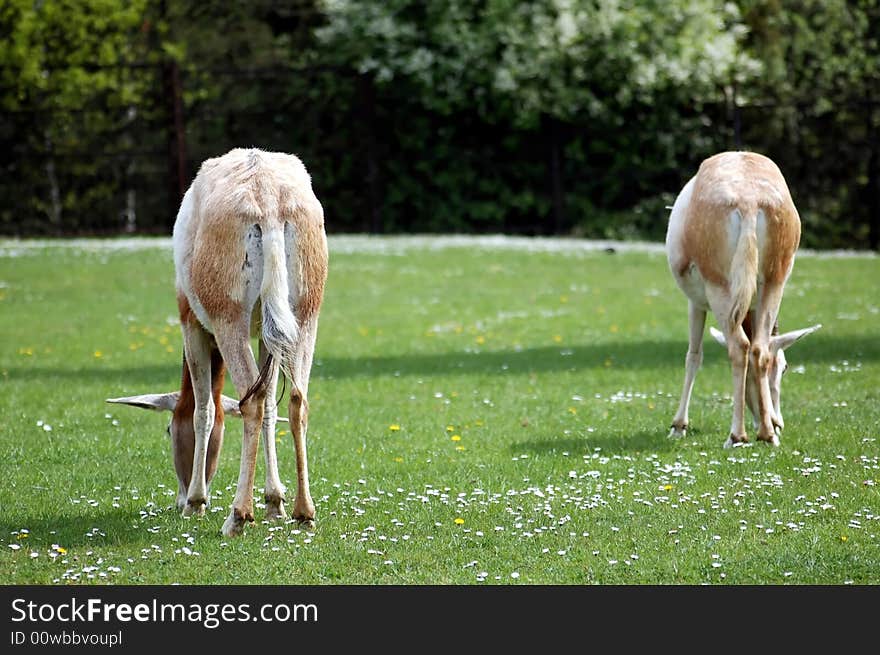 Two antelopes