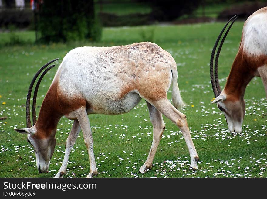 Antelopes