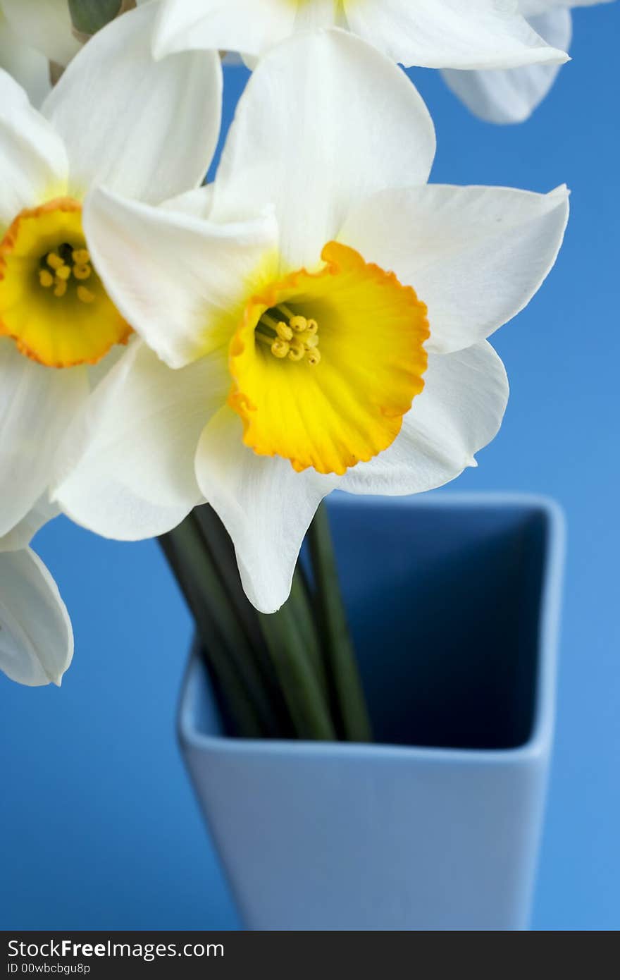 Narcissus in vase. Close up shot. Narcissus in vase. Close up shot.