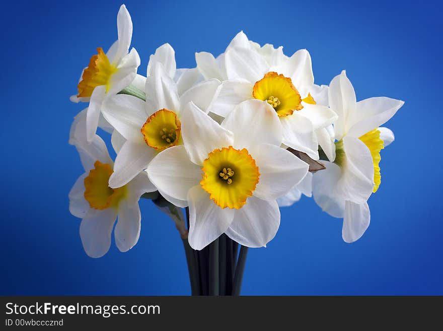 Narcissus in vase. Close up. Narcissus in vase. Close up.