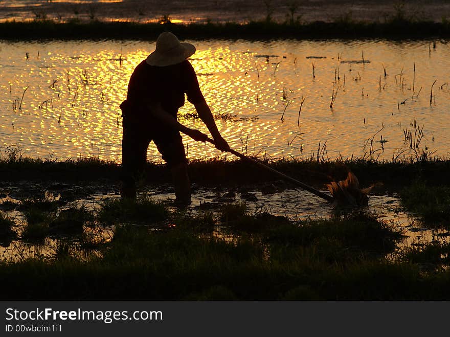 A farmer doing a hardwork at paddy field during a sunset.