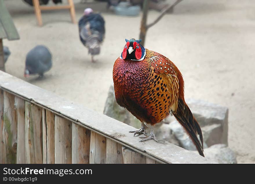 Pheasant is seating down on a fence