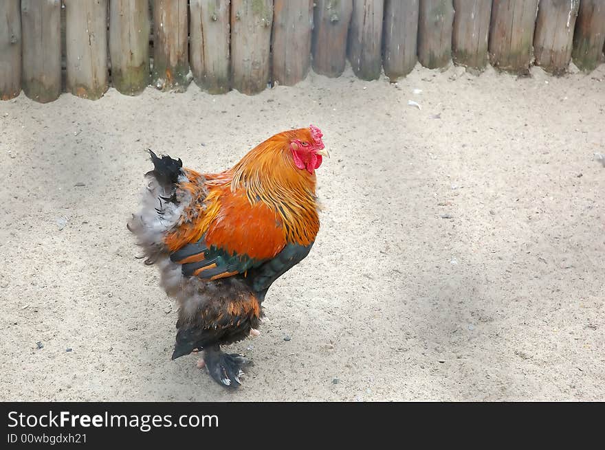 Big beautiful rooster on a yard