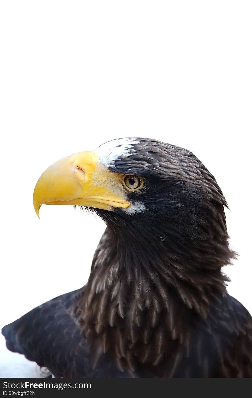 White shoulder eagle over white