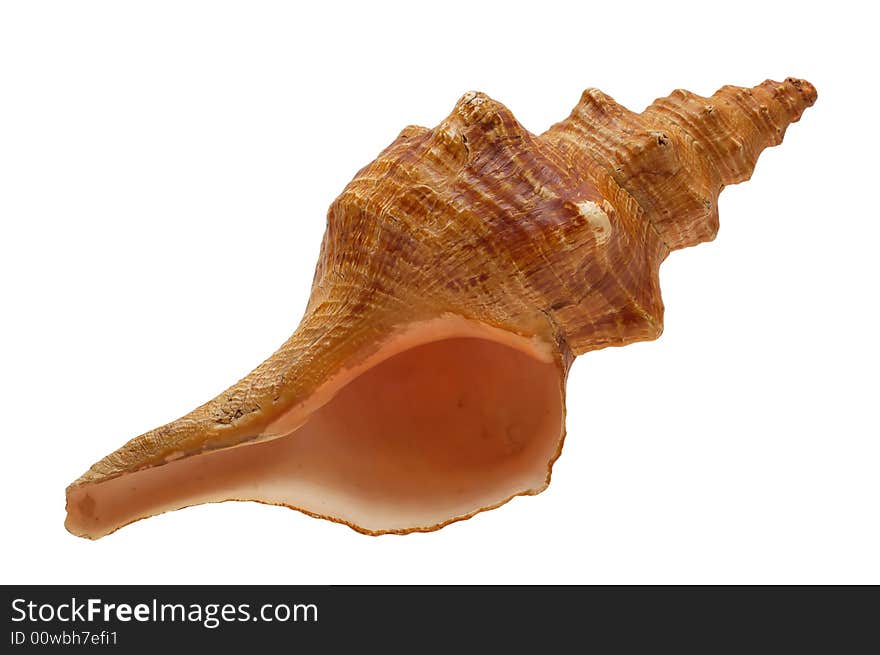 Shell isolated macro cockleshell wite single. Shell isolated macro cockleshell wite single