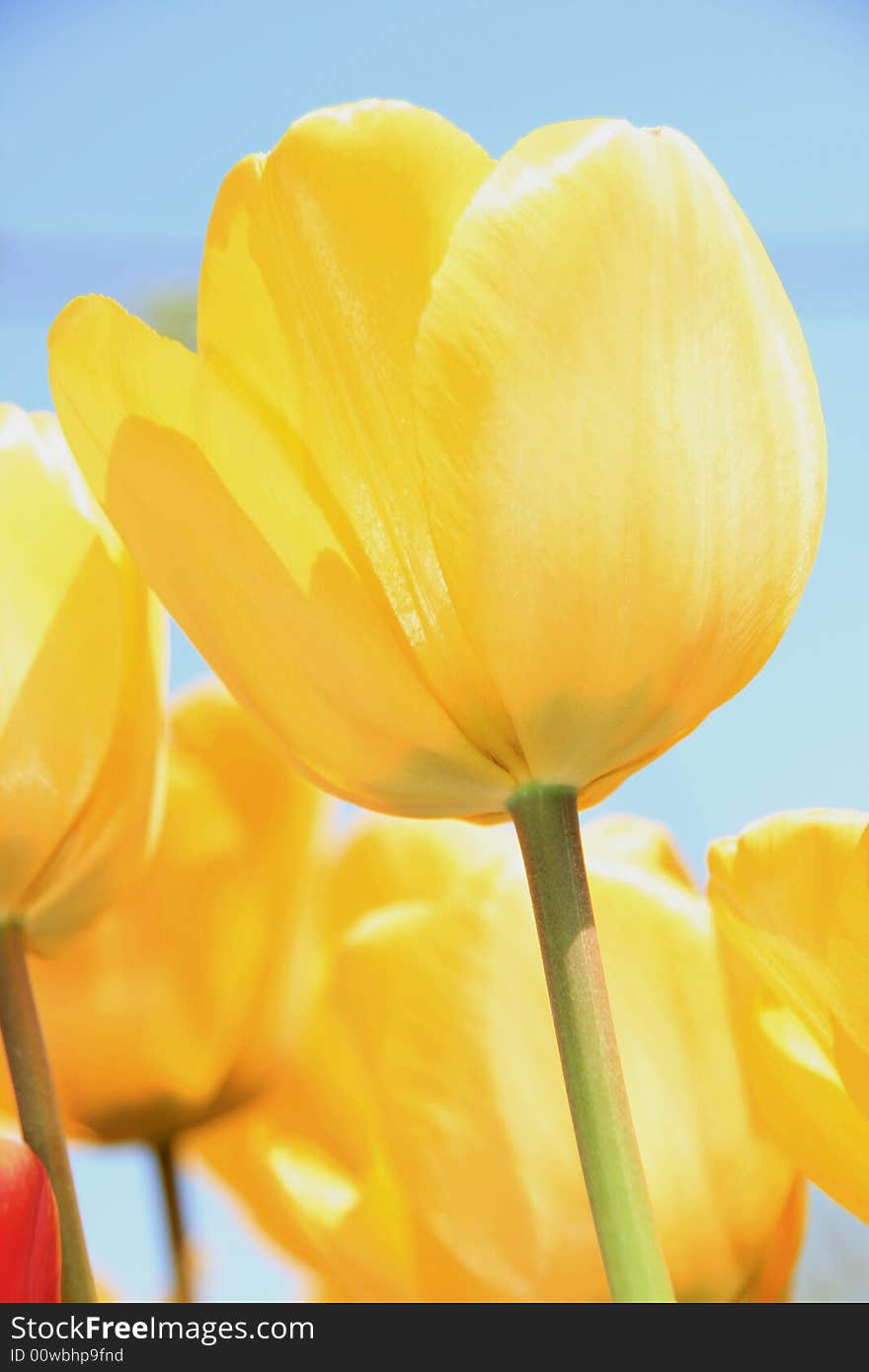 Yellow Tulips