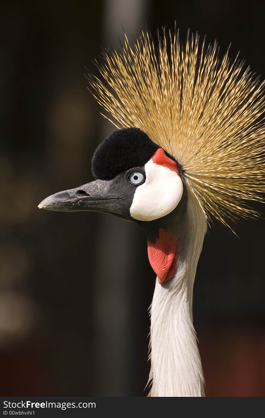 Grey Crowned Crane (Close-up)