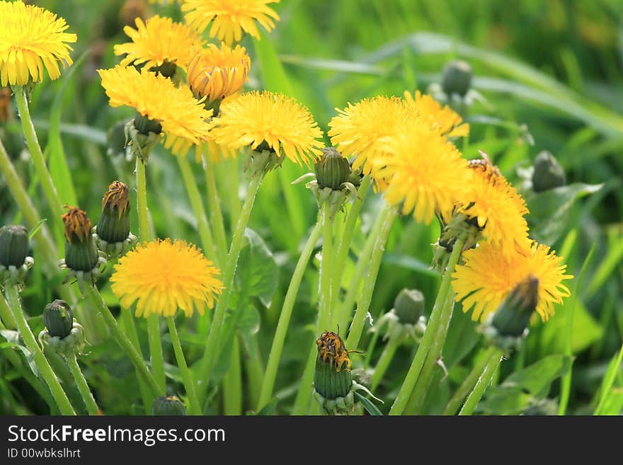 Photo of the beautiful dandelions