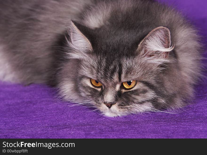 Beautiful Persian gray cat posing and relaxiing for photo. Beautiful Persian gray cat posing and relaxiing for photo