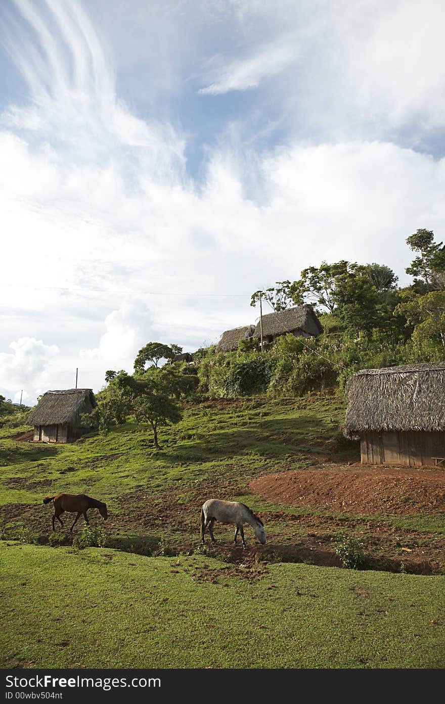 Horses in the village of Santiago near Chimate in the Yungas region of Bolivia. Horses in the village of Santiago near Chimate in the Yungas region of Bolivia.