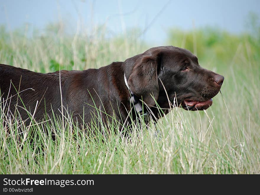 A labrador puppy walking in the long coastal grass. A labrador puppy walking in the long coastal grass