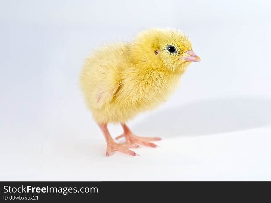 Baby chicken isolated by white. Baby chicken isolated by white