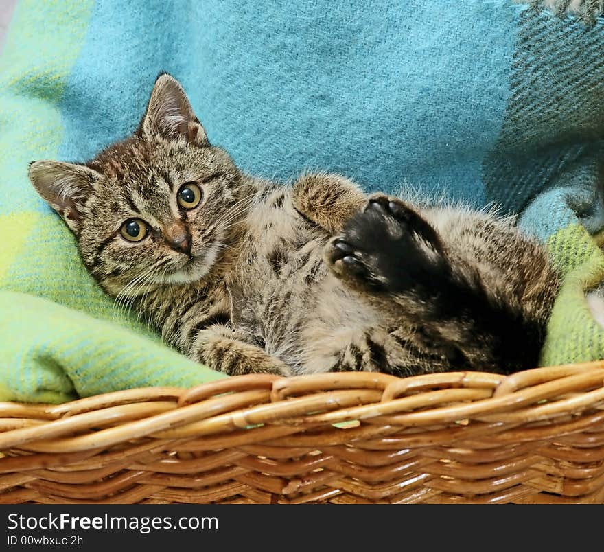 Cat In Basket