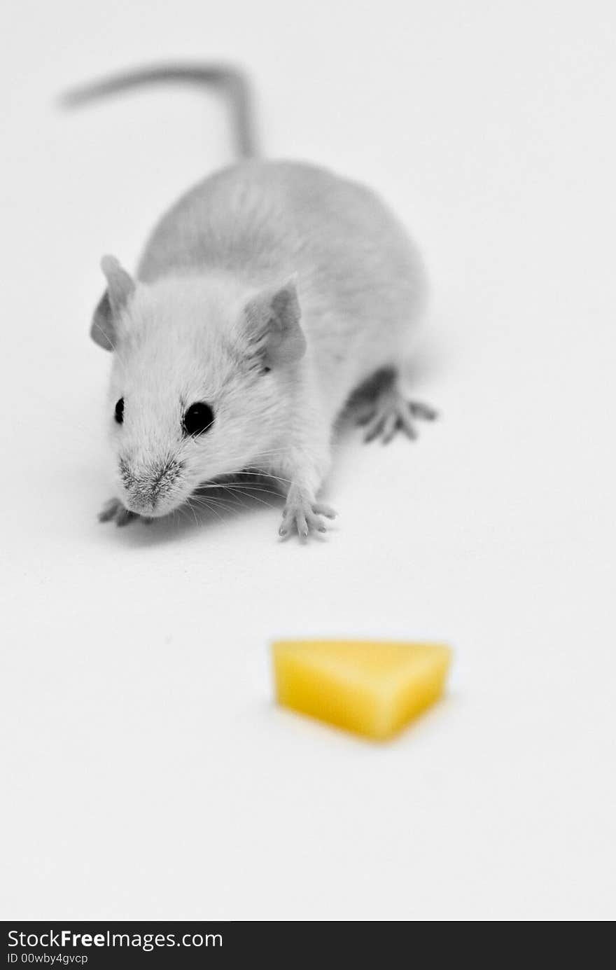 Mouse in black and white with yellow cheese isolated on white. Mouse in black and white with yellow cheese isolated on white.