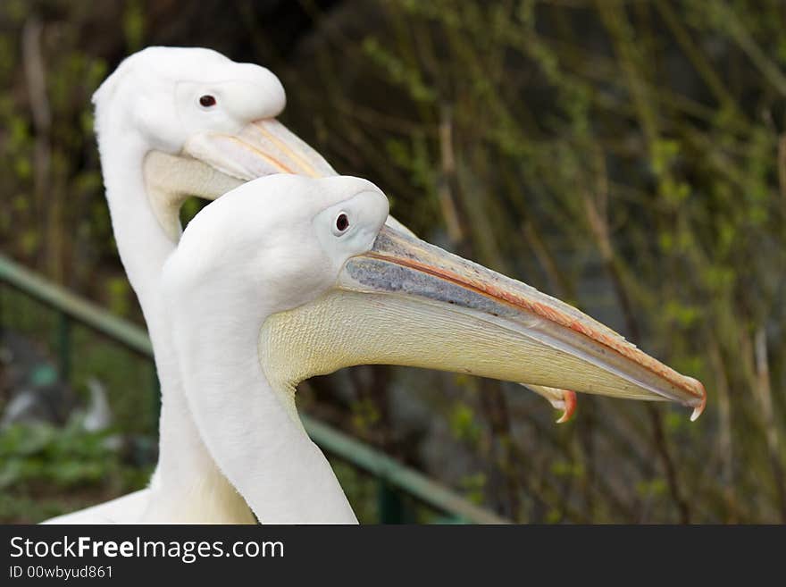 White Pelican (Pelecanus onocrotalus)