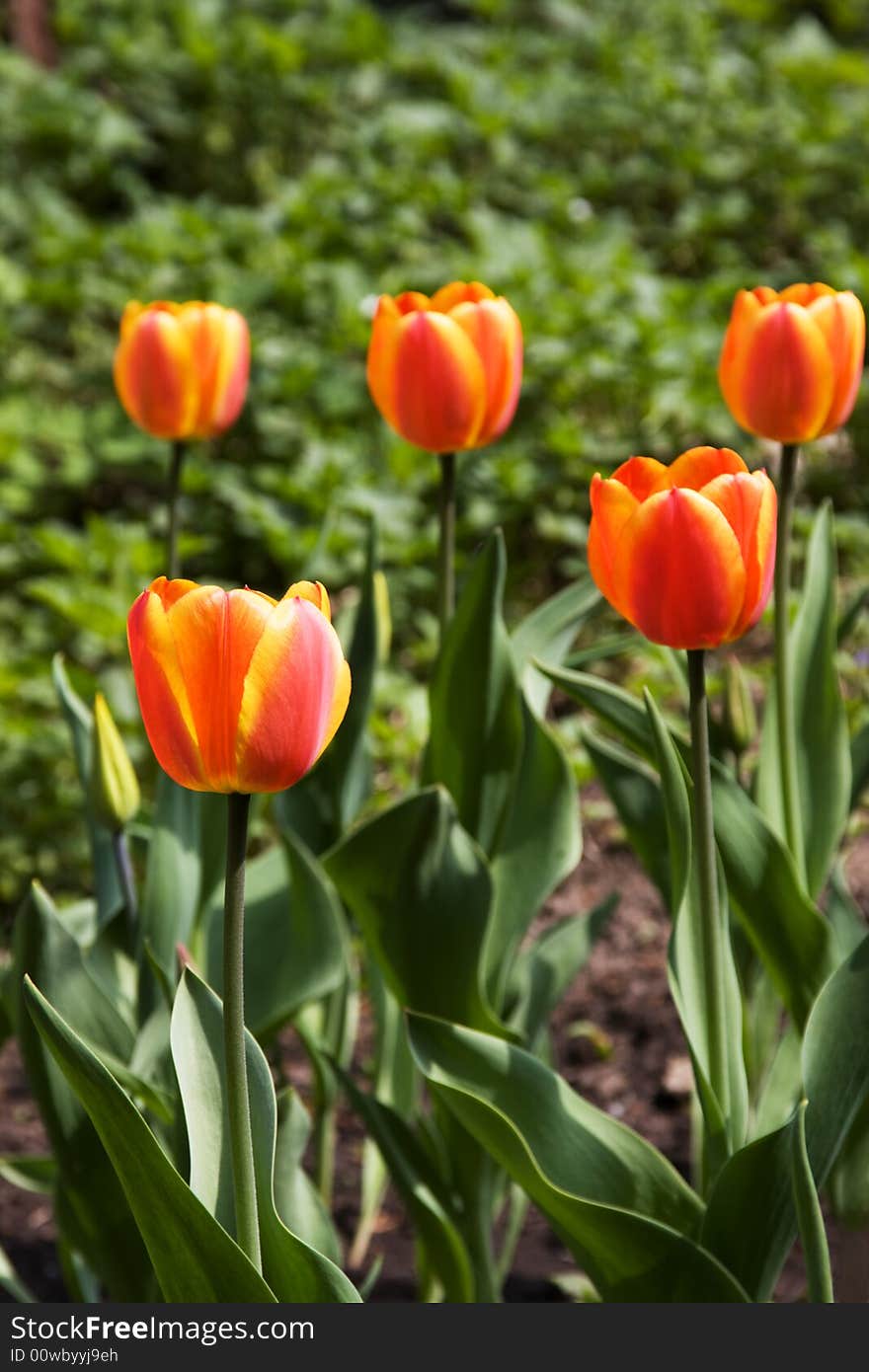 Tulips