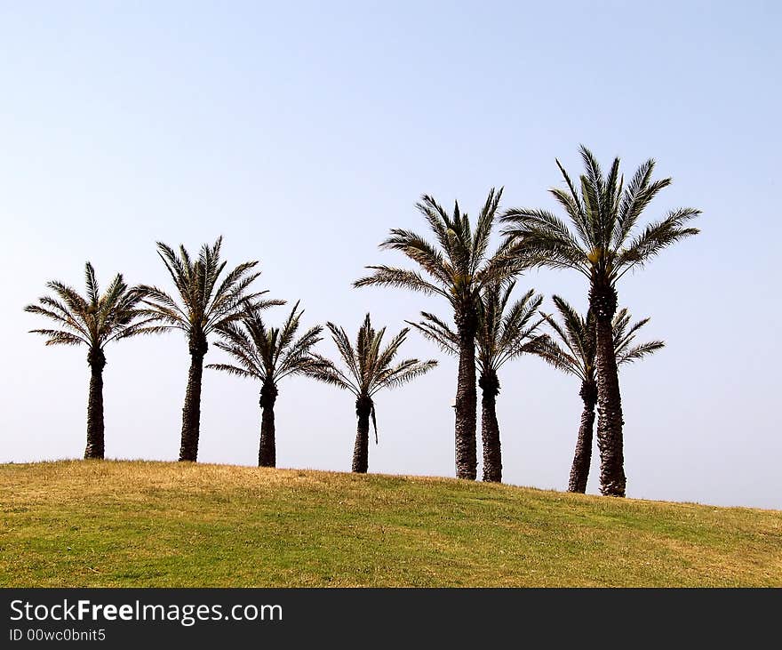 Palm trees on the background of blue sky