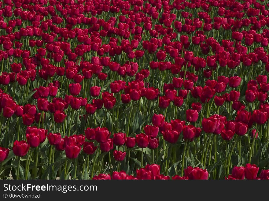 A field of red tulips at the Skagit Valley Tulip Festival.