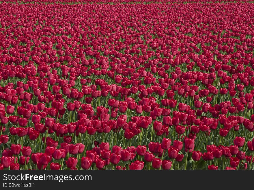 Hundreds of red tulips in a field at the Skagit Valley Tulip Festival.