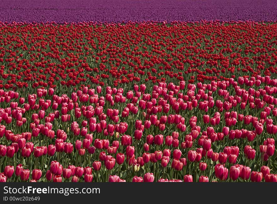 A field of bright pink, red and purple tulips at the Skagit Valley Tulip Festival. A field of bright pink, red and purple tulips at the Skagit Valley Tulip Festival.