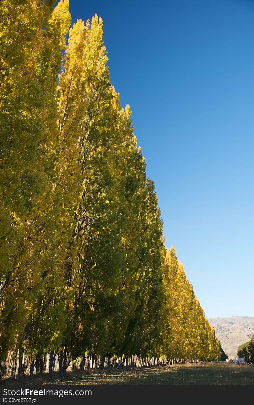 Golden Trees going down the road showing perspective. Golden Trees going down the road showing perspective.