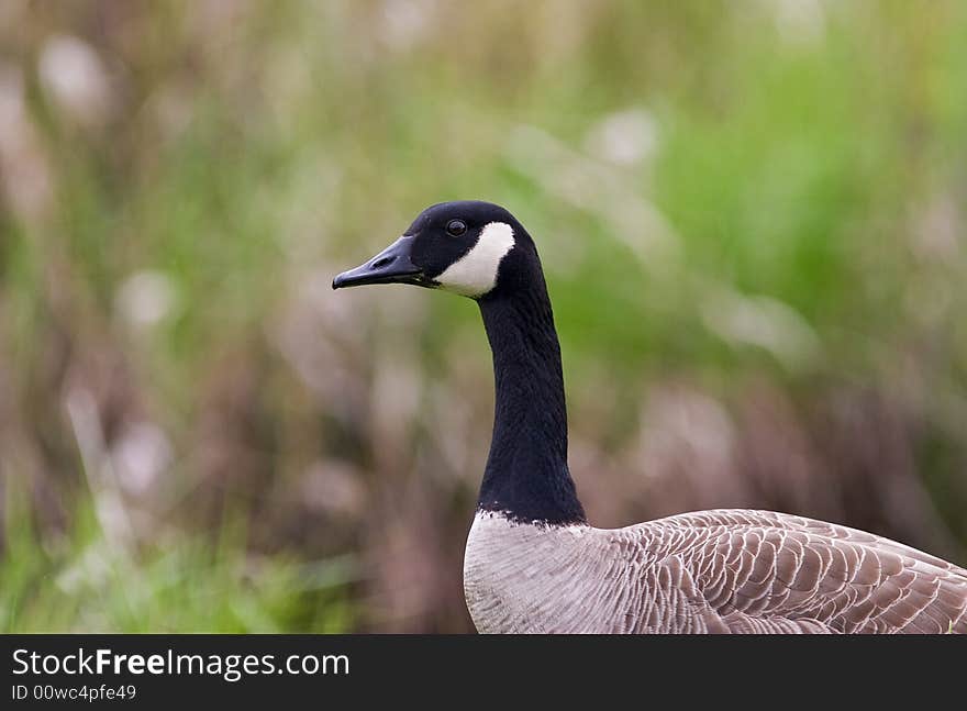 Canadian goose out  in the wild. Canadian goose out  in the wild