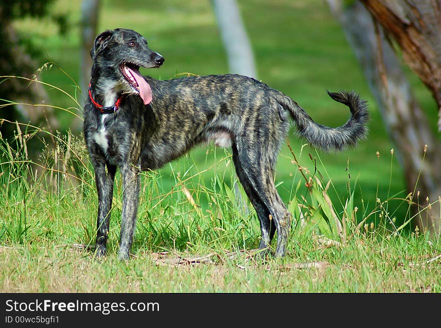 Pet dog puffed after running around. Pet dog puffed after running around.