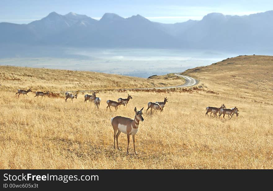 Herd of Antelope with Mountains in Background