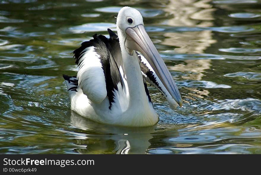 Pelican swimming on water creating ripples. Pelican swimming on water creating ripples