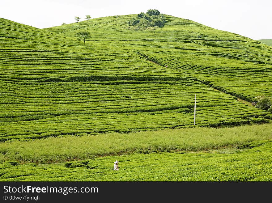 The Tea Plantation in Guizhou province in China. The Tea Plantation in Guizhou province in China.