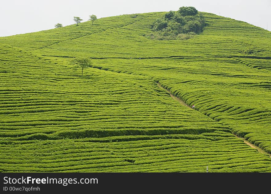 The green tea hill is the landscapes in spring of Guizhou.