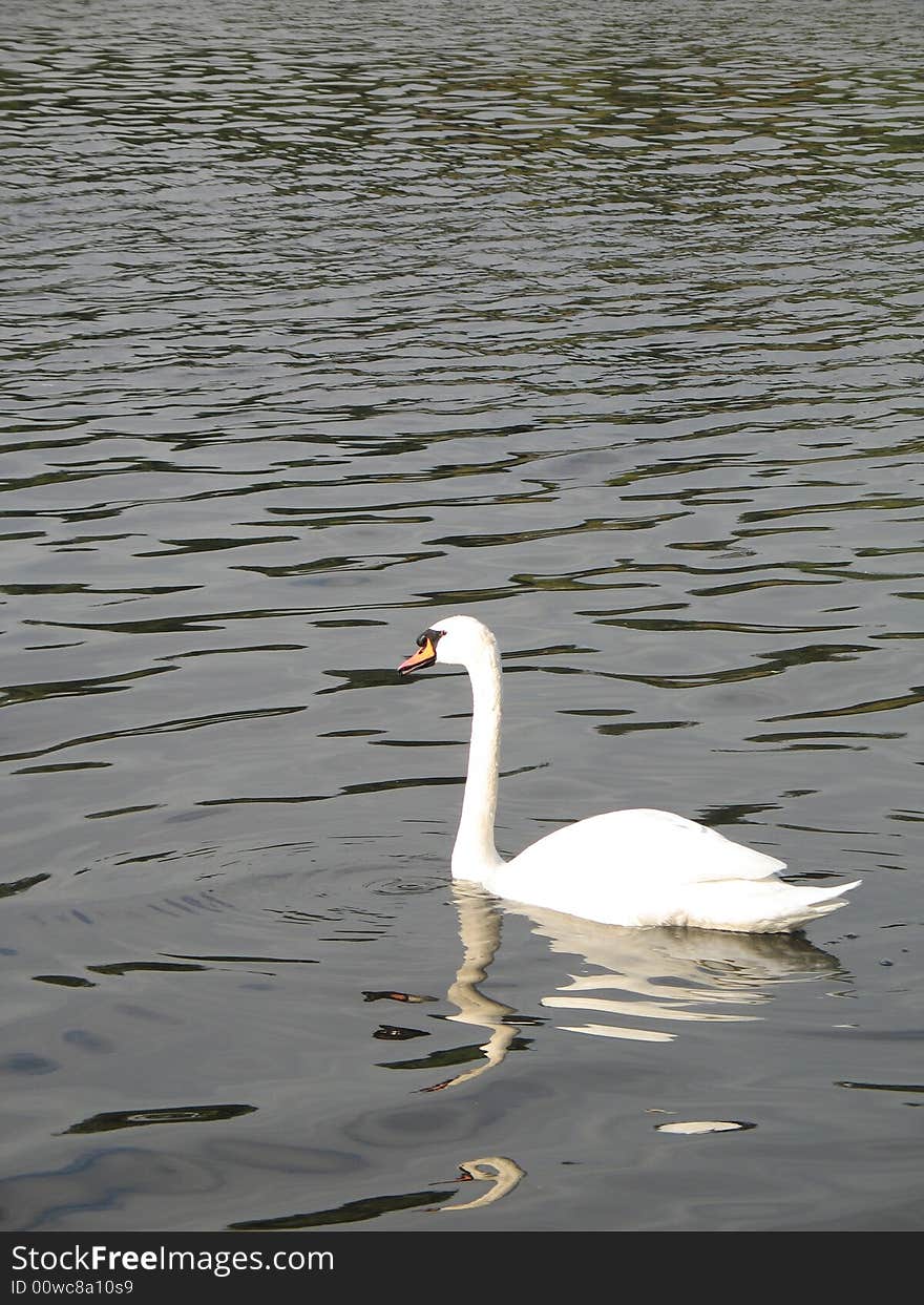 White swan on a calm lake. White swan on a calm lake