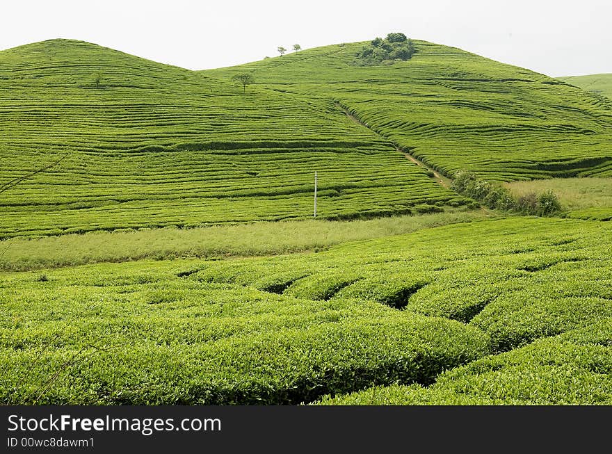 Take from the mountains of Guizhou in spring. Take from the mountains of Guizhou in spring.