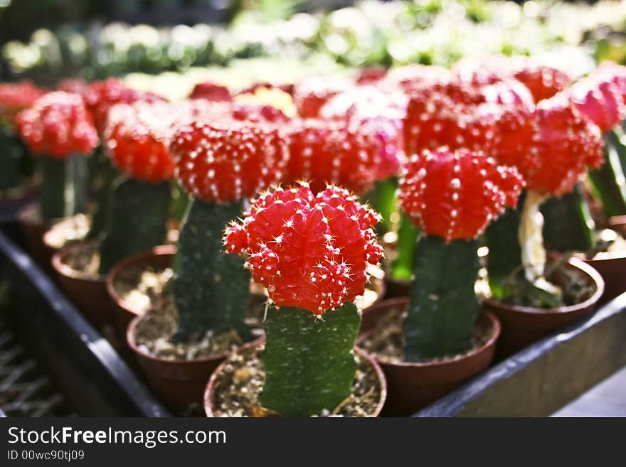 A tray of grafted red cacti. A tray of grafted red cacti