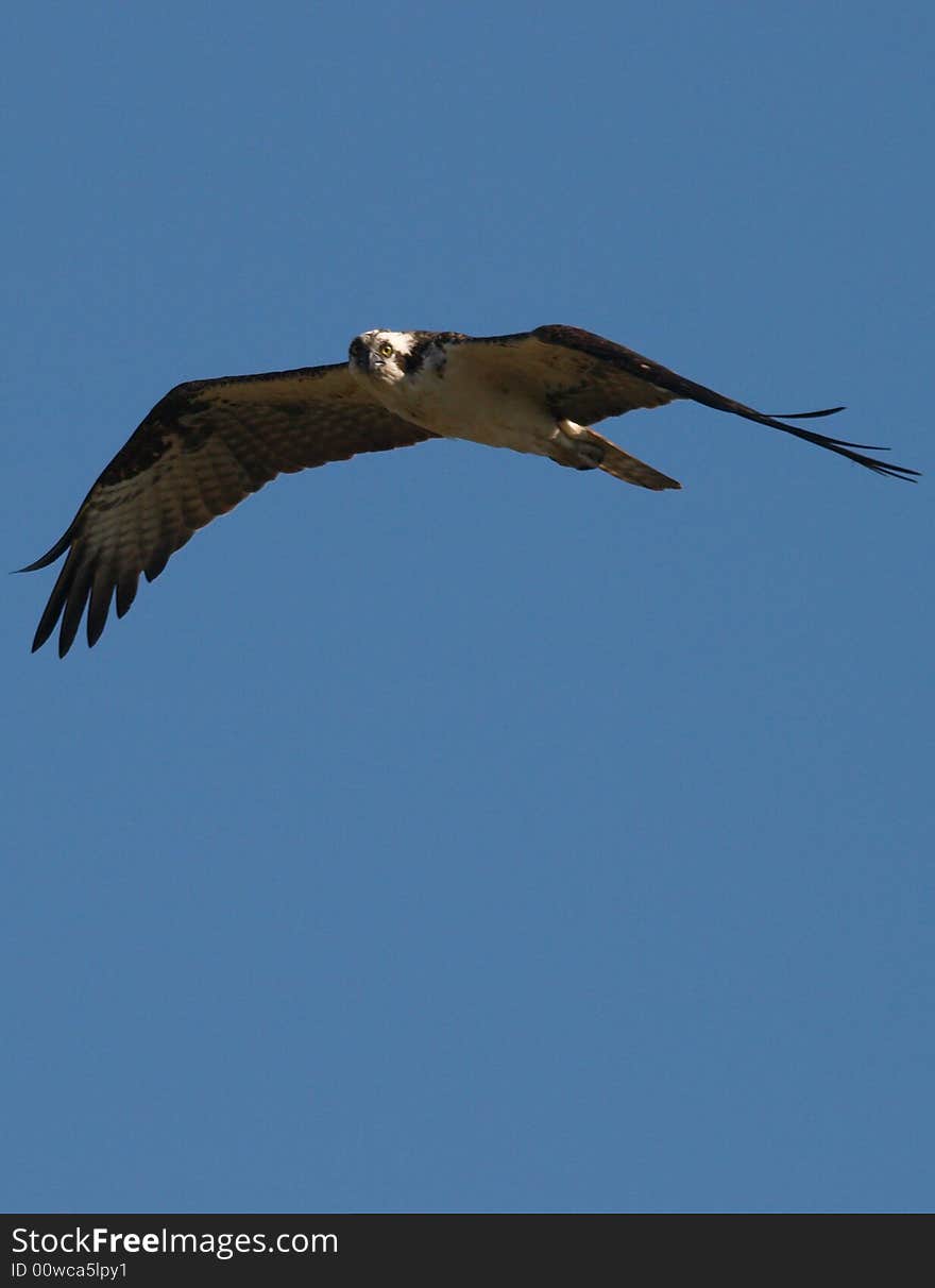 Osprey