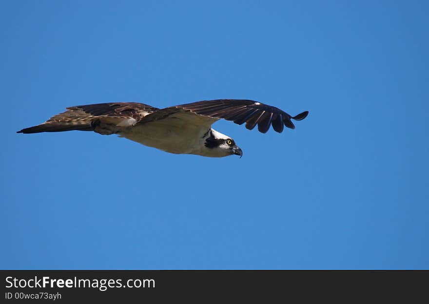 Osprey