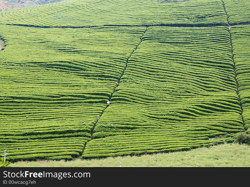 The Lumpy Tea Fields