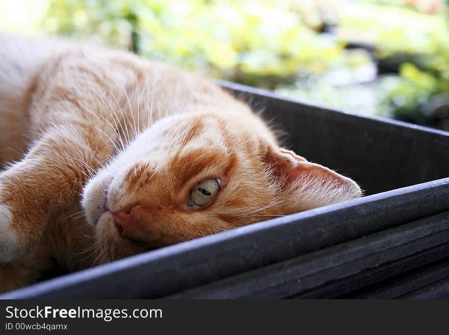 Orange tabby cat lazily laying in the sun. Orange tabby cat lazily laying in the sun