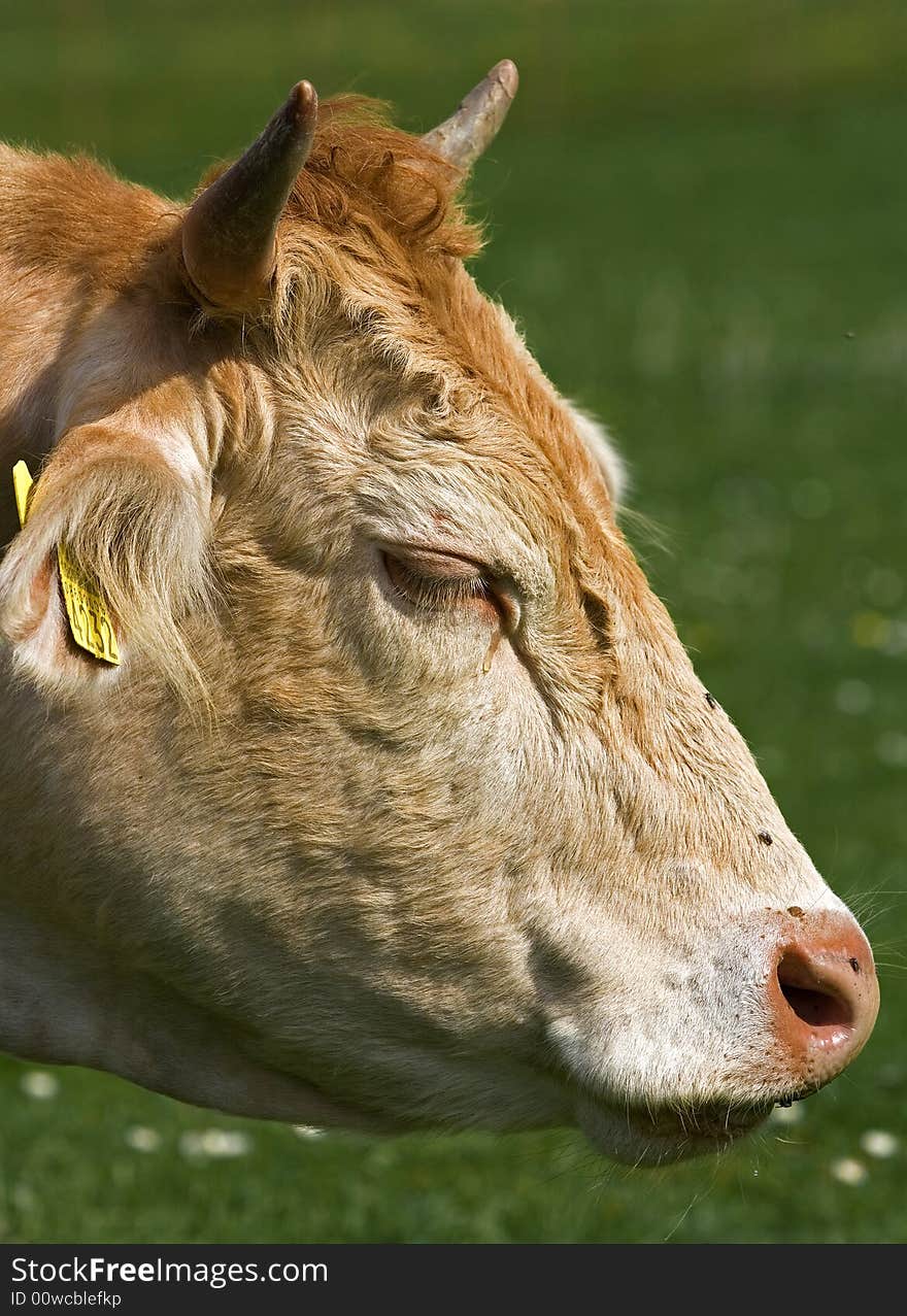 Cow