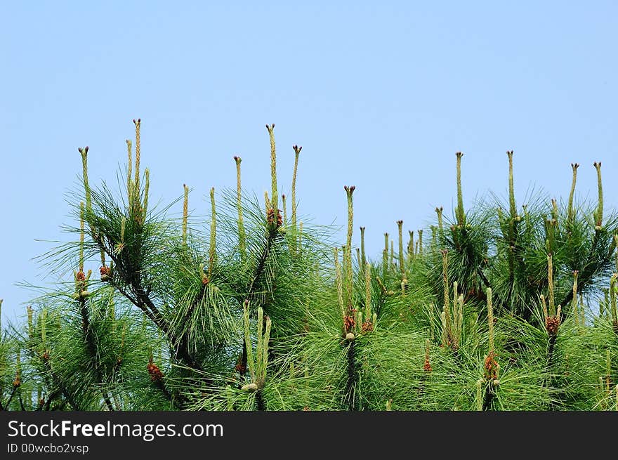 The pine sprouts the new branch.