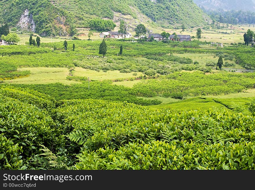 The closeup of tea with farmer house in the fields. The closeup of tea with farmer house in the fields.