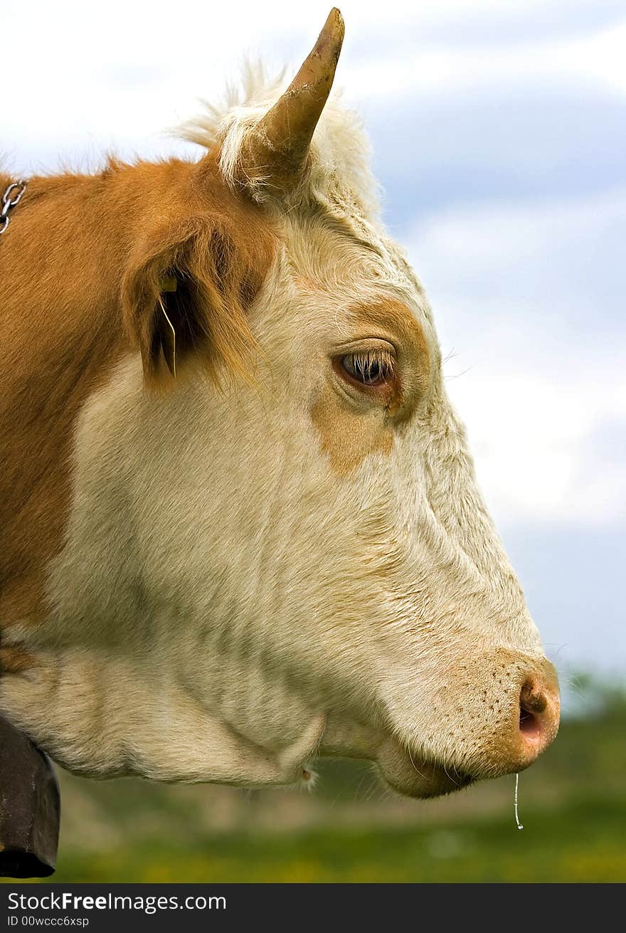 Cow