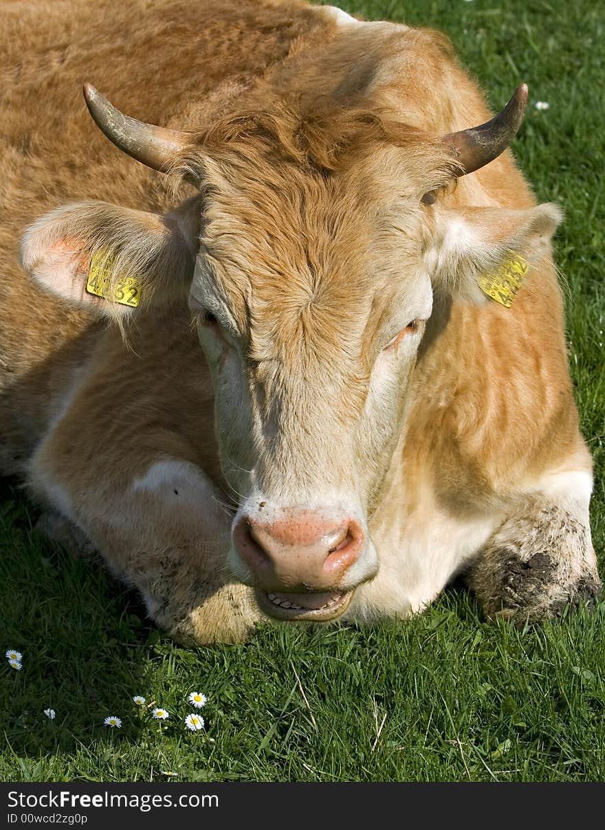 Cow