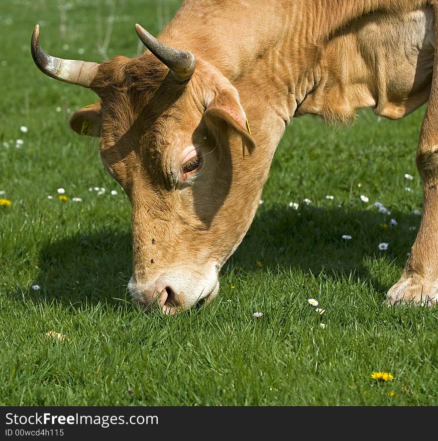 Cow