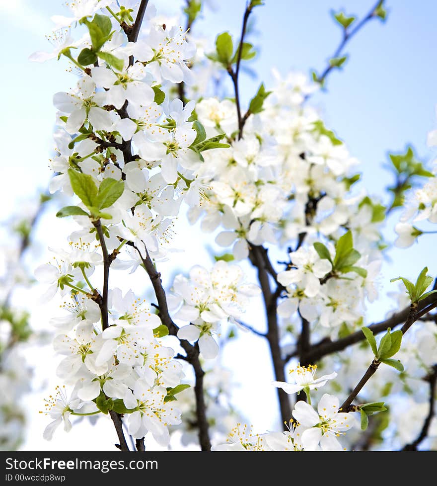 Spring Is Comming. Cherry Tree Flowers.