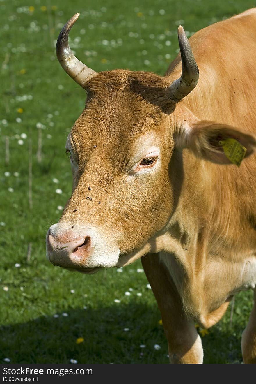 Cow